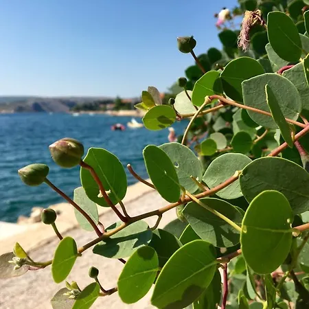 Mare Maslenica