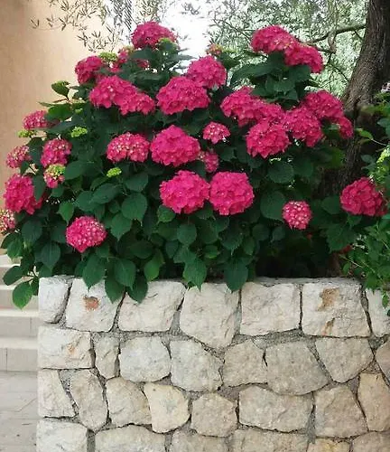 Mare Διαμέρισμα Maslenica