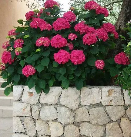 Mare Apartment Maslenica